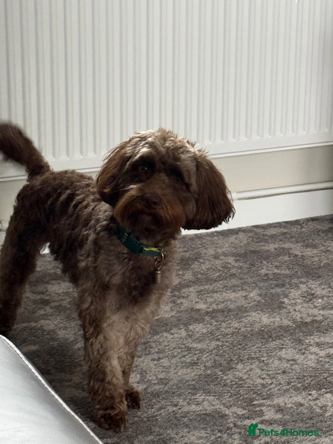 Cockapoo dogs for sale: Sale of Beautiful F2b Miniature Cockapoo Puppies.  in Carlisle - Advert 1