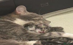 Bengal cats for sale: 6 bengal kittens - Image 7