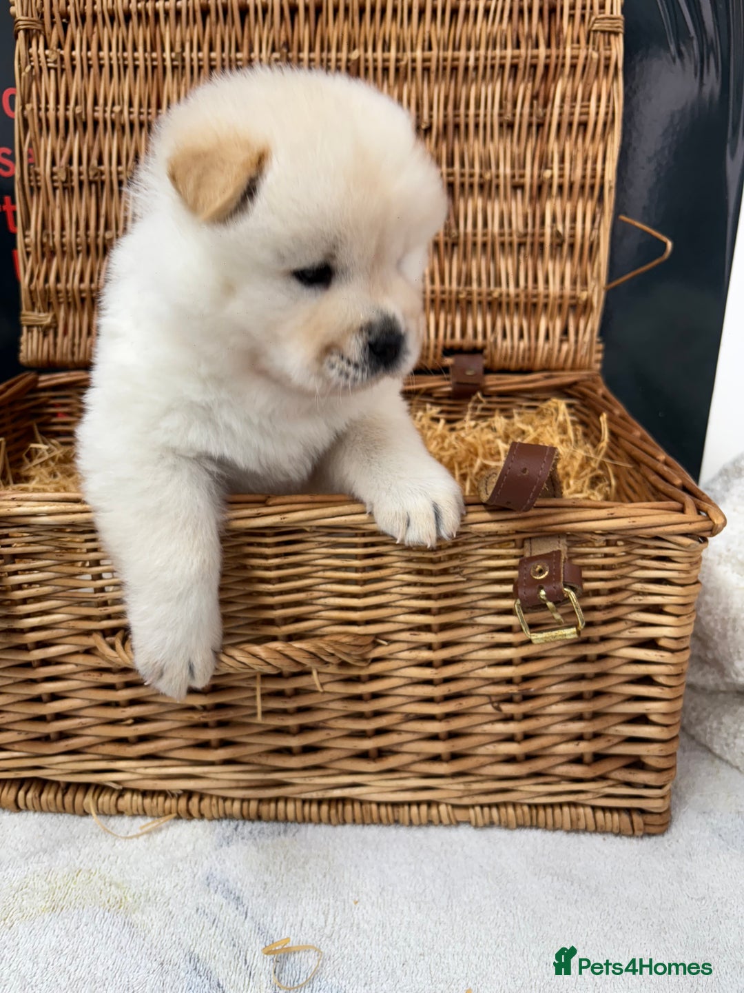 Chow Chow dogs for sale: 4 FEMALES POLAR WHITE CHOW CHOW  - Image 7