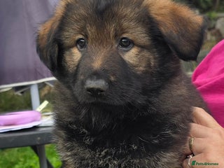 German Shepherd dogs German Shepherd Puppies Ready to Go Now Licenced - Advert 2