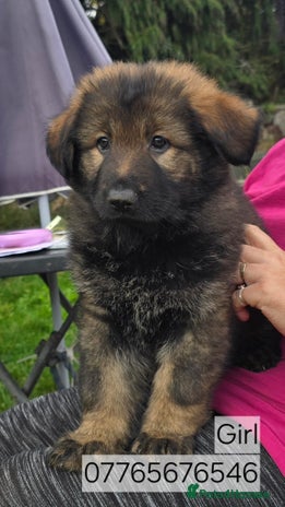 German Shepherd dogs German Shepherd Puppies Ready to Go Now Licenced - Advert 12