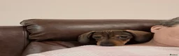 Dachshund dogs for sale: Mabel - Advert 10