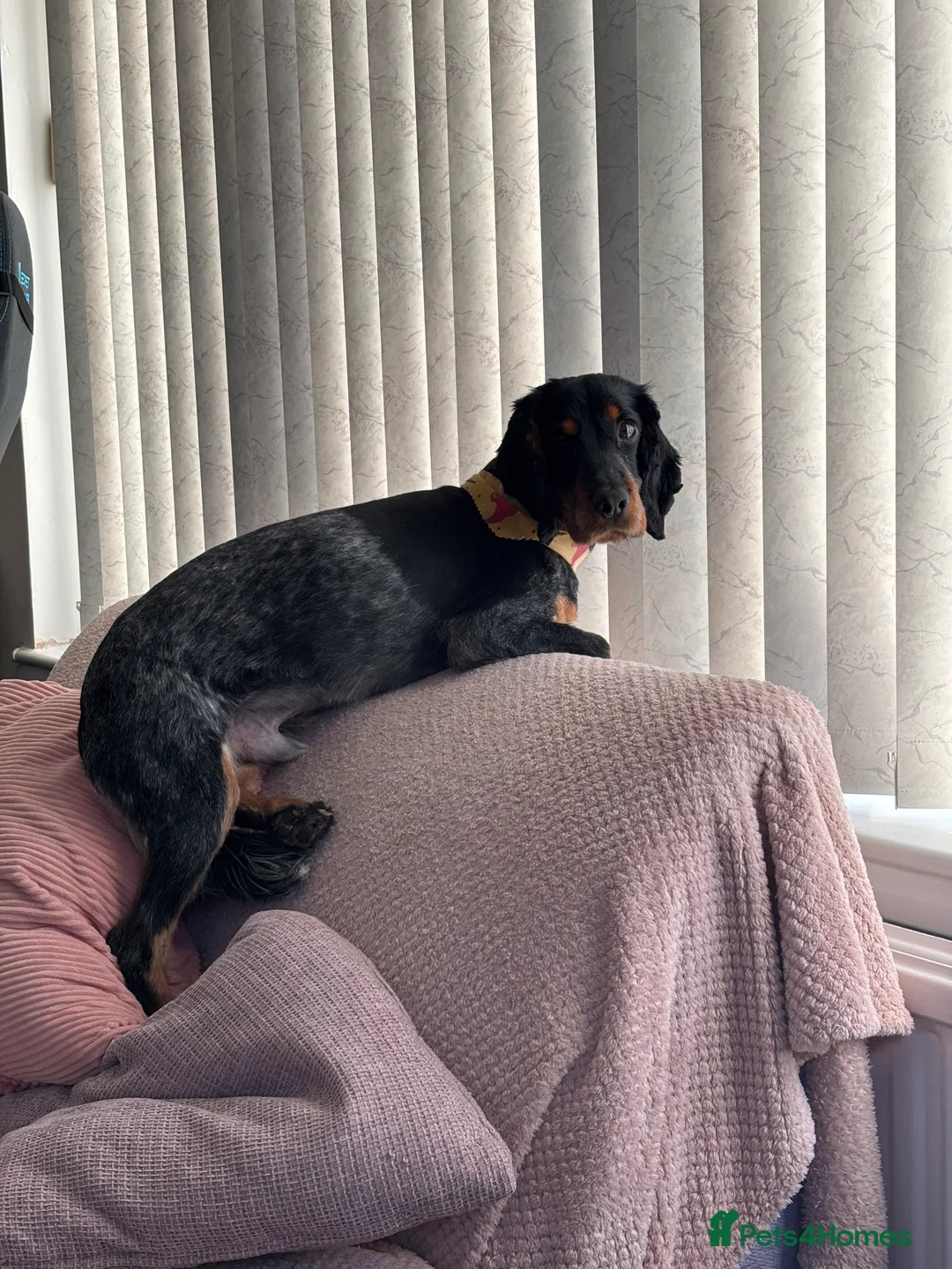 Cocker Spaniel dogs for sale: 2 year old Cocker spaniel for sale  in Lincoln - Advert 5