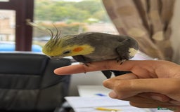 Parrots birds for sale: Semi Tame Lovely Cockatiel - Image 4