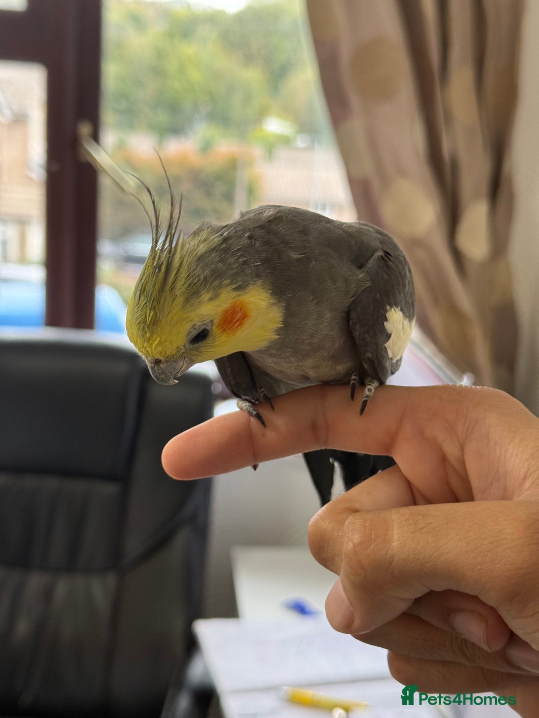 Parrots birds for sale: Semi Tame Lovely Cockatiel - Image 4