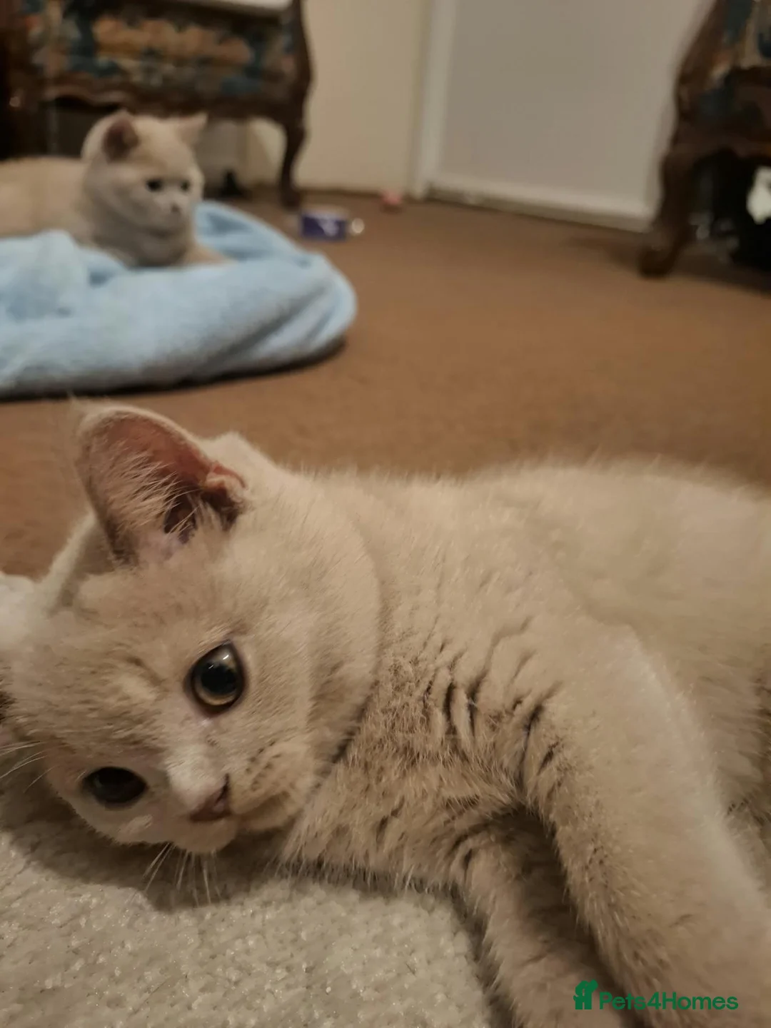 British Shorthair cats for sale: British Shorthair Kittens Looking for Loving Homes - Advert 14