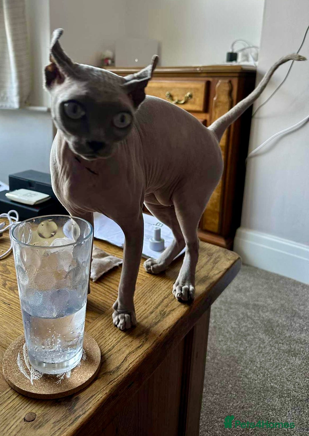 Sphynx cats for sale: Female Sphynx in need of a loving family  - Image 4