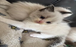 Ragdoll cats for sale: Our little snow babies ragdoll kittens  - Image 32