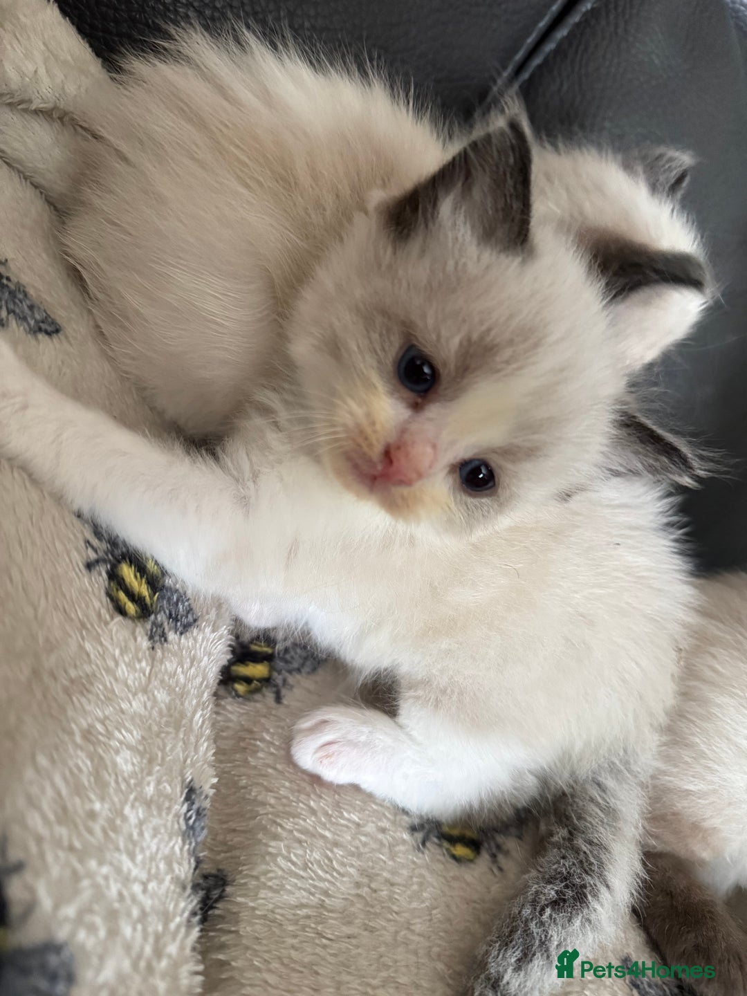 Ragdoll cats for sale: Our little snow babies ragdoll kittens  - Image 32