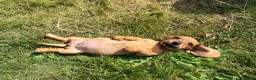 Miniature Dachshund dogs for sale: 5 Mini Smooth & 1 Mini Long Haired Dachshunds - Advert 14