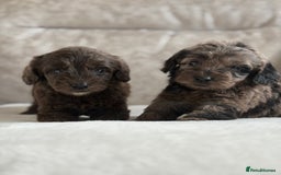 Cockapoo dogs for sale: 😍😍 F1 cockapoo puppies 😍😍 - Image 5