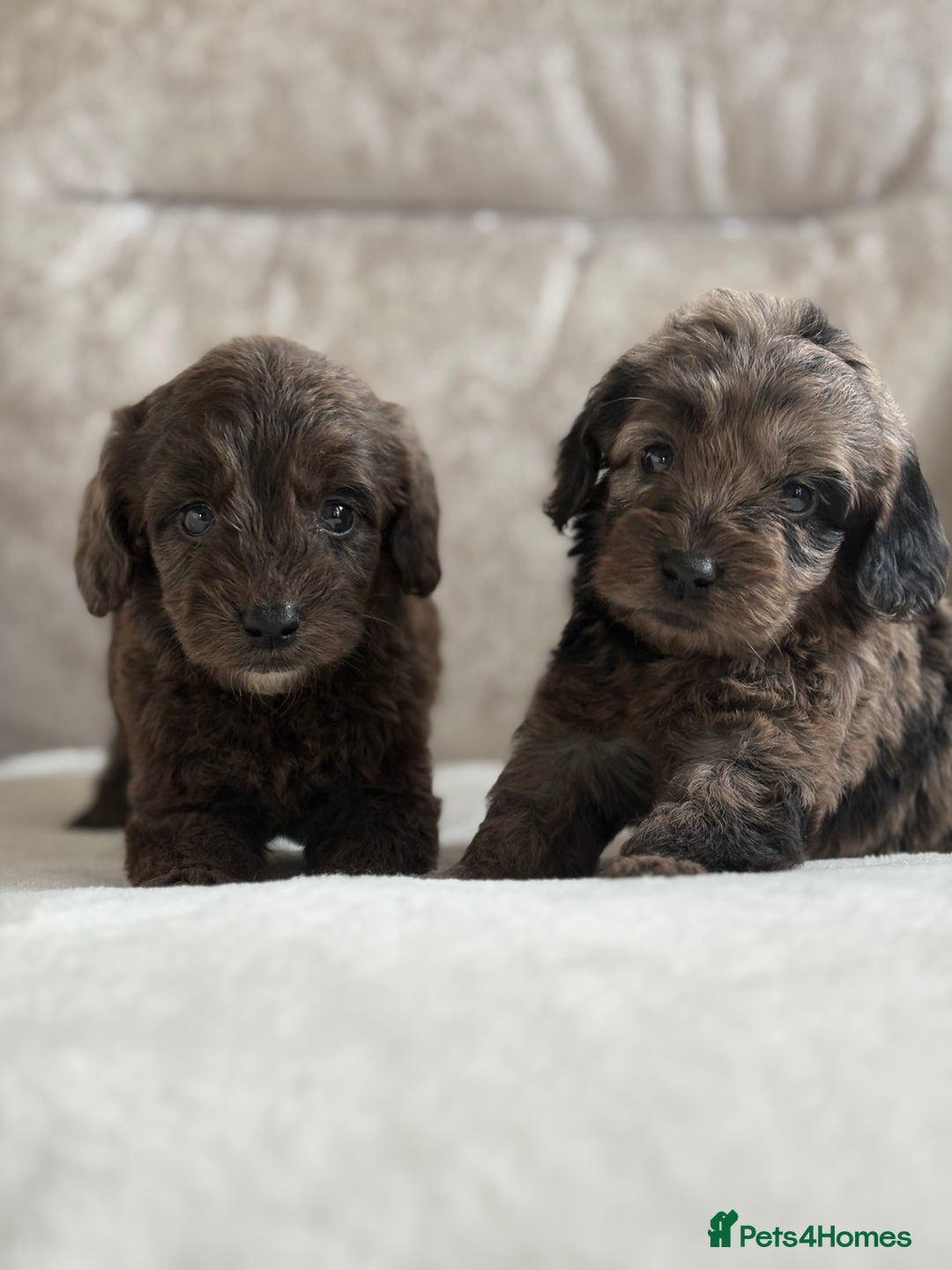 Cockapoo dogs for sale: 😍😍 F1 cockapoo puppies 😍😍 - Image 5