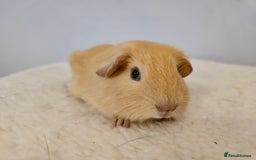 Guinea Pig rodents for sale: Solo baby boys under 8 weeks to bond with lone boy in Faringdon - Image 10