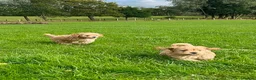 Cockapoo dogs for sale: Delightful cockapoo pups - Advert 5
