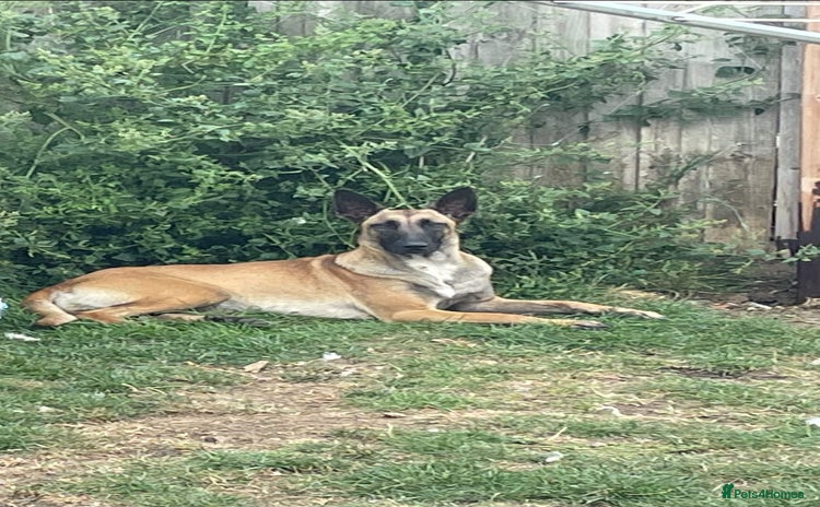 Belgian Shepherd Dog dogs - Advert 1