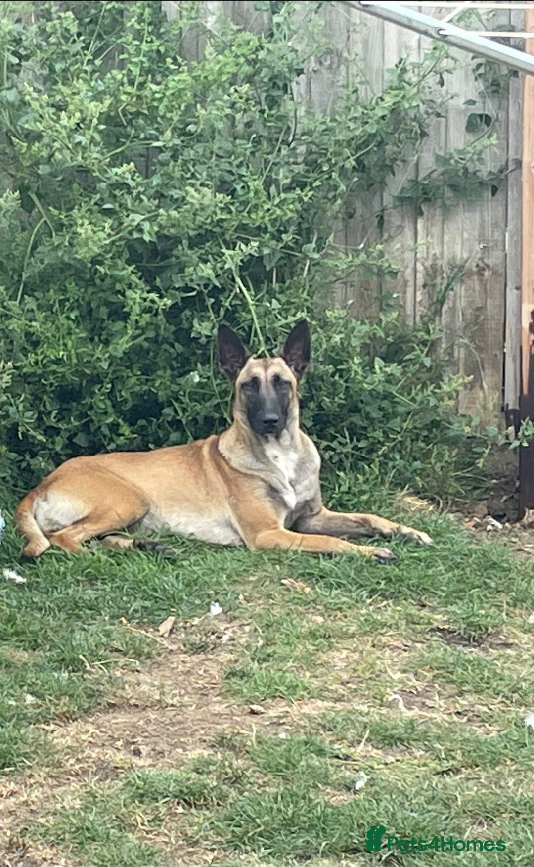 Belgian Shepherd Dog dogs for sale: Belgian malinois female  - Image 1