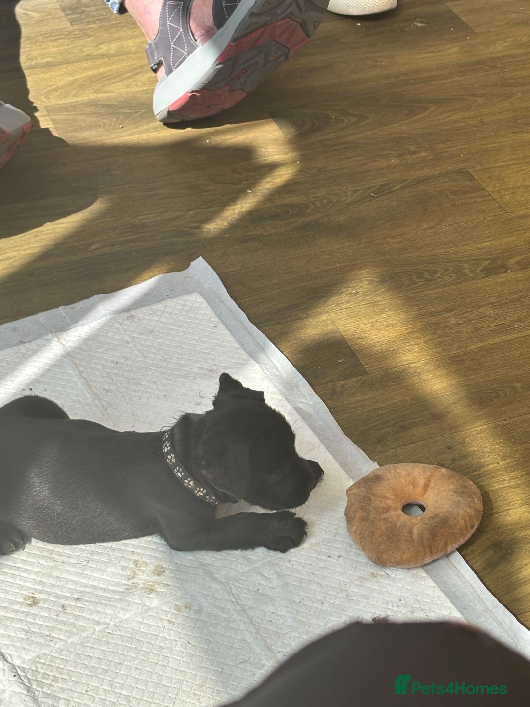 Patterdale Terrier dogs for sale: Stunning Patterdale pups  - Image 3