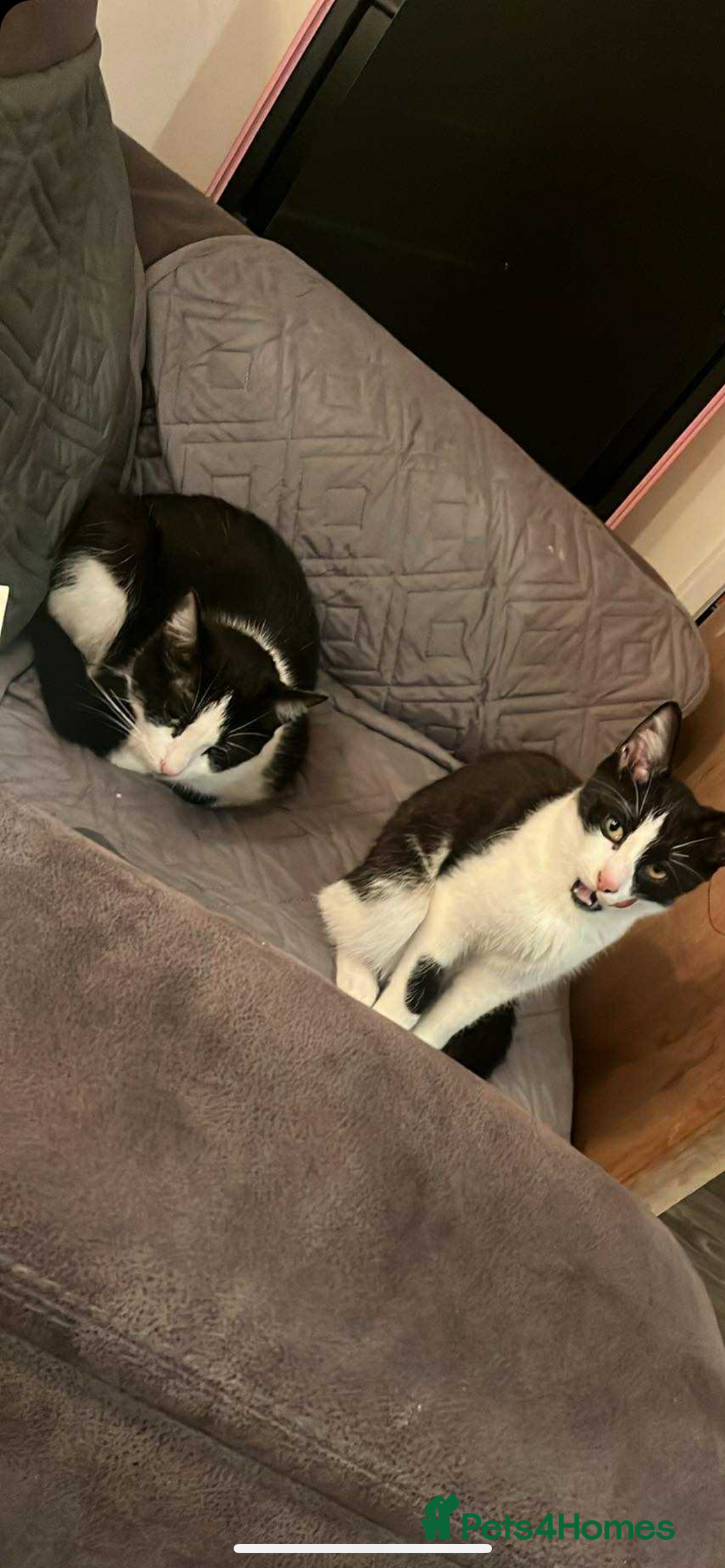 Mixed Breed cats for sale: Nancy - 7 month old black and white kitten  - Advert 6