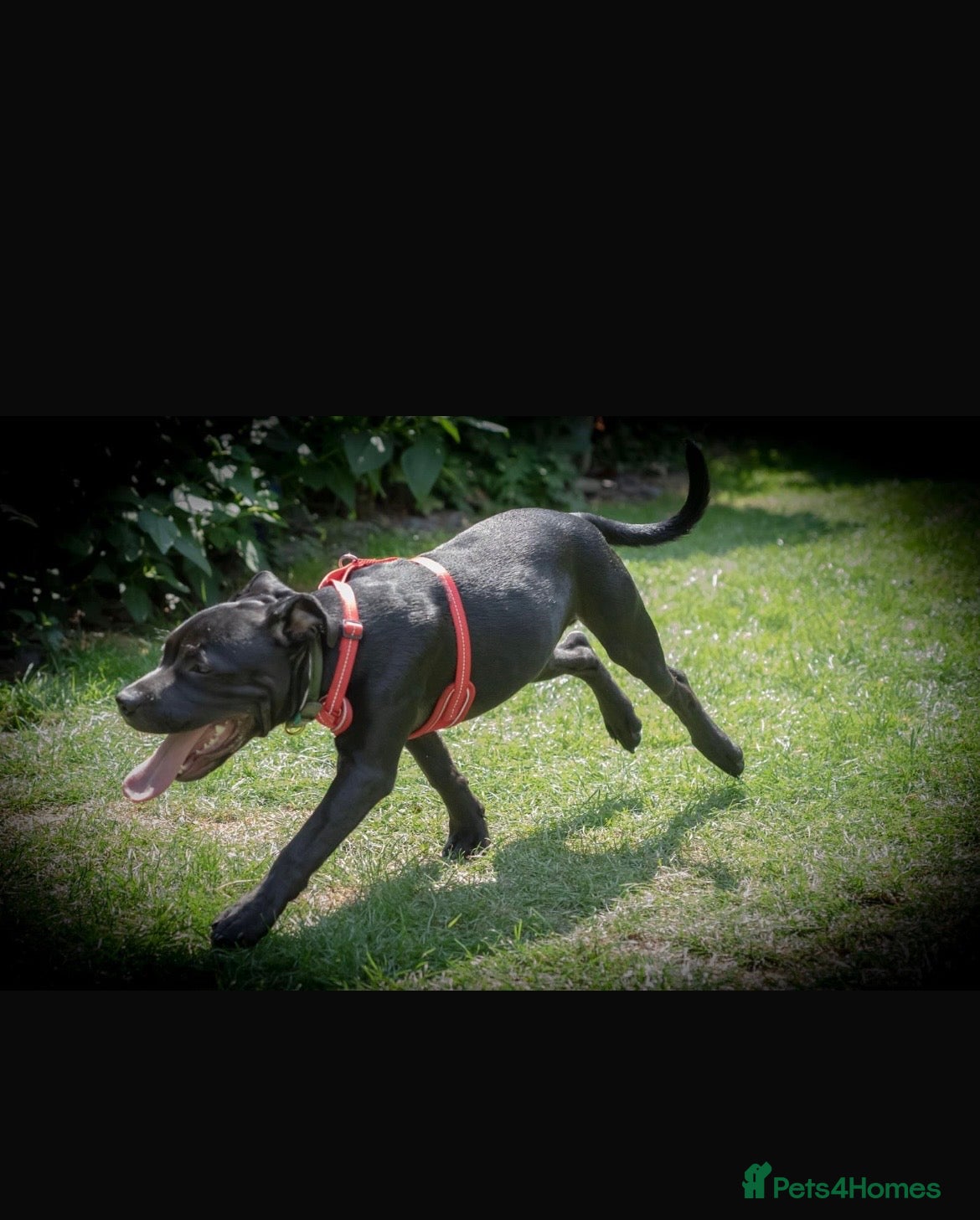 Staffordshire Bull Terrier dogs Staffordshire Bull Terrier For sale - Advert 1