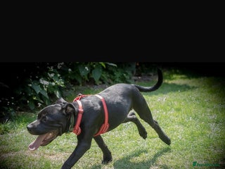 Staffordshire Bull Terrier dogs Staffordshire Bull Terrier For sale - Advert 9