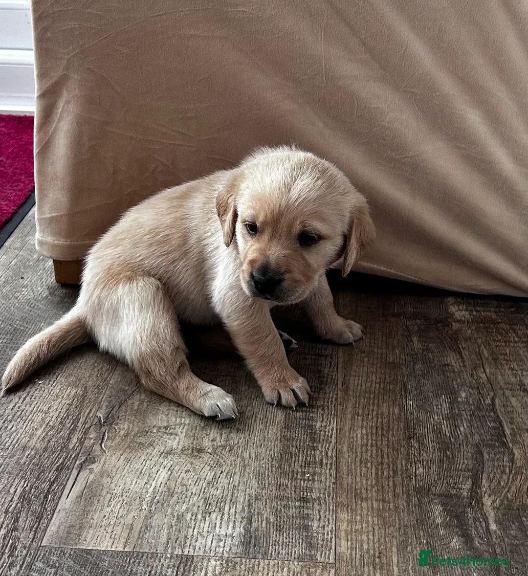 Goldador dogs for sale: Stunning Goldador puppies  in Hinckley - Advert 20