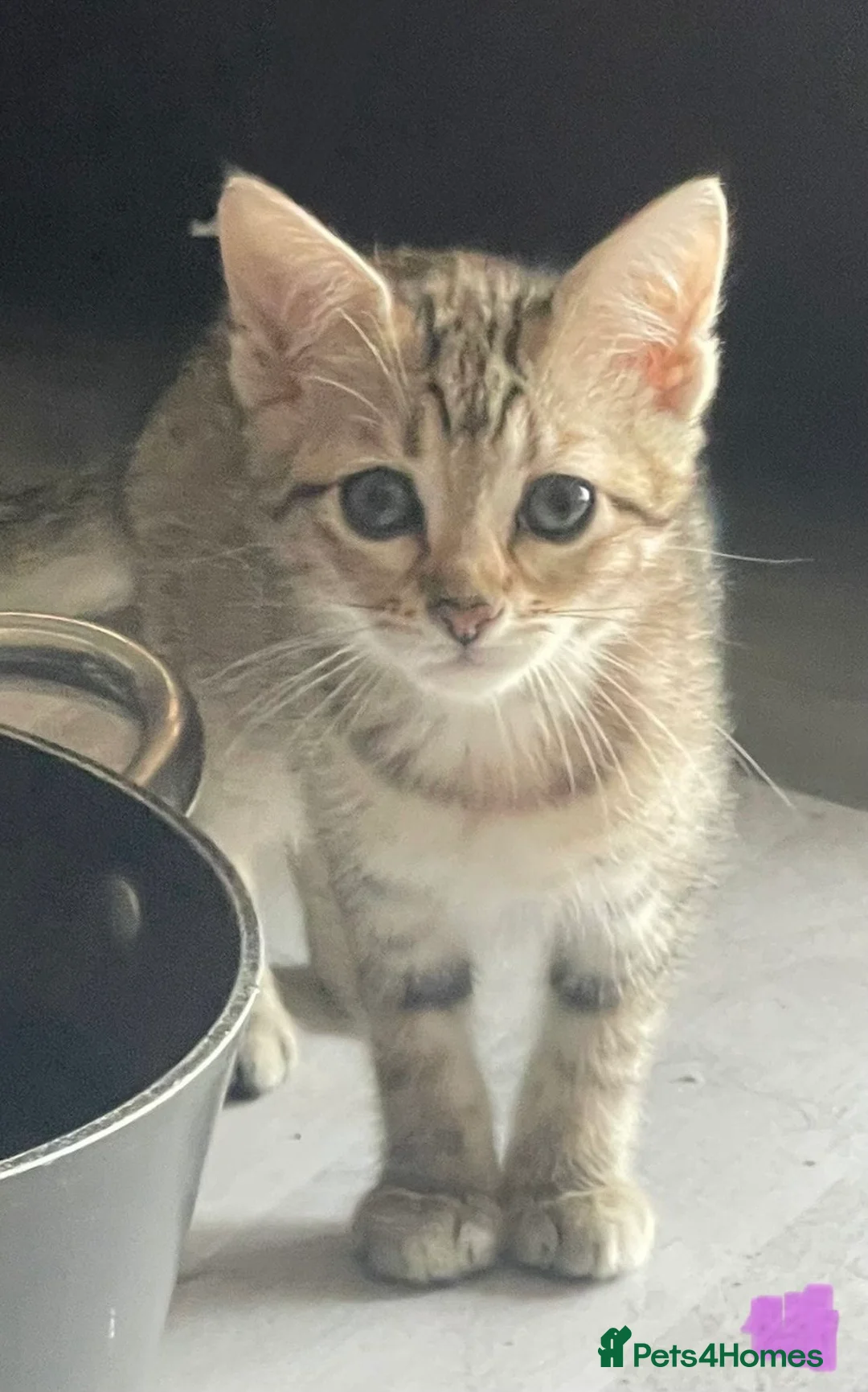 Mixed Breed cats for sale: Cretan wildcat/domestic shorthair  - Advert 2
