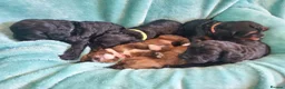 Cavapoo dogs for sale: Ready Now - 3 Girl F1 Toy Cavapoos Health Checked - Advert 17