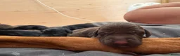 Mixed Breed dogs for sale: Beautiful Vizmaraner puppies  - Advert 8