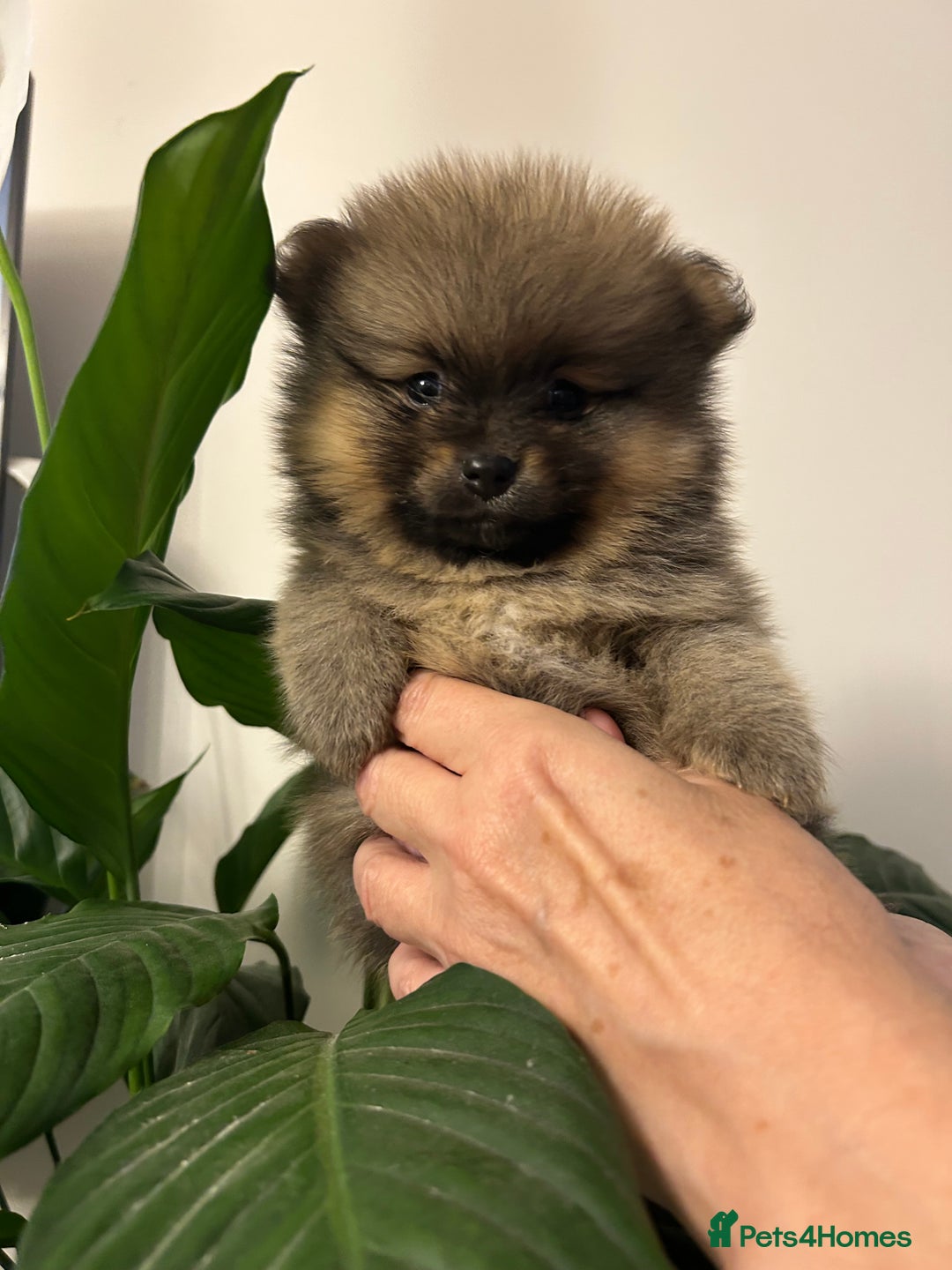 Pomeranian dogs for sale: Kc reg. Show quality 3 Pomeranian girls - Image 14
