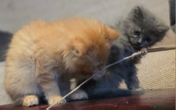 Persian cats for sale: Persian  - Image 17