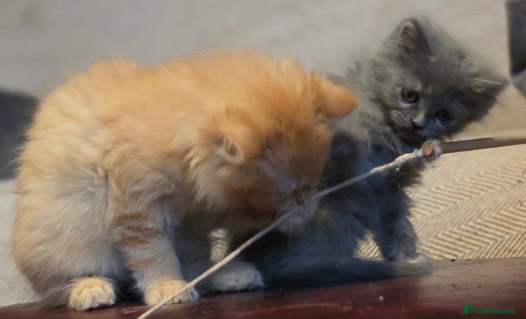 Persian cats for sale: Persian  - Image 17