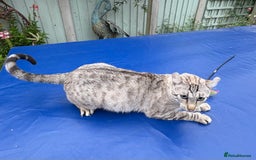 Keetso cats for sale: Superb polydactyl curled eared Keetso girl  - Image 17