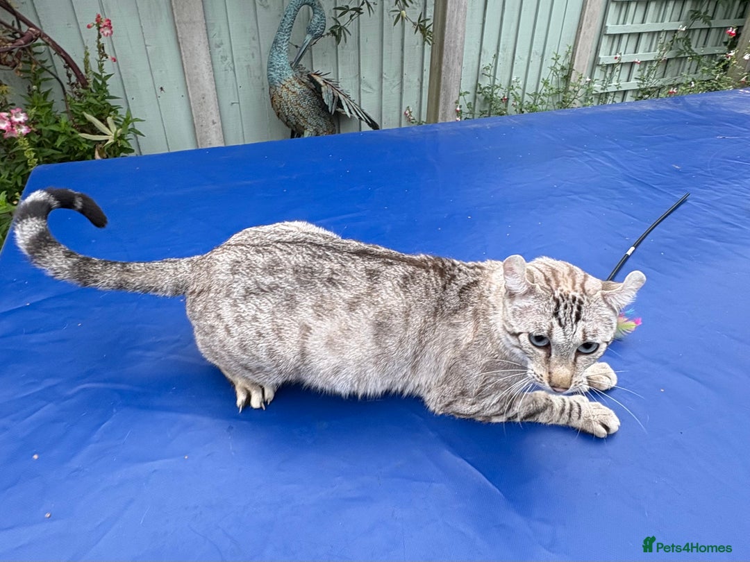 Keetso cats for sale: Superb polydactyl curled eared Keetso girl  - Image 17