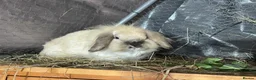 Mini Lion Lop rabbits for sale: Female bonded pair. Mini lion lops  - Advert 2