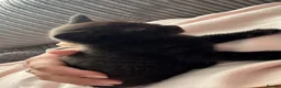 Mixed Breed cats for sale: Black male kittens  - Advert 3