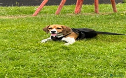 Beagle dogs for sale: Rehoming female beagle - Pickles - Image 7