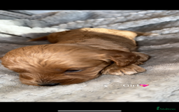Cavapoo dogs for sale: Cavapoo - Image 3