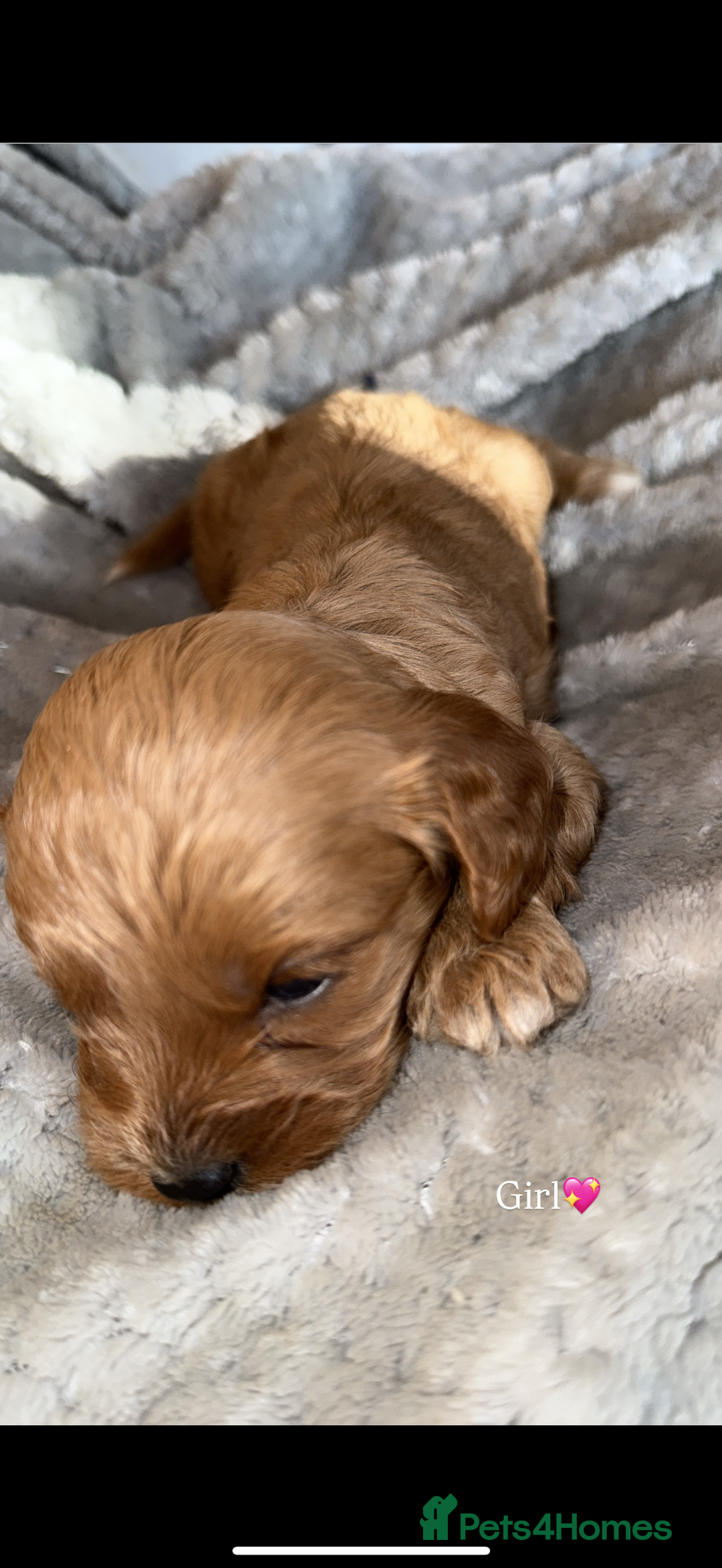 Cavapoo dogs for sale: Cavapoo - Image 3