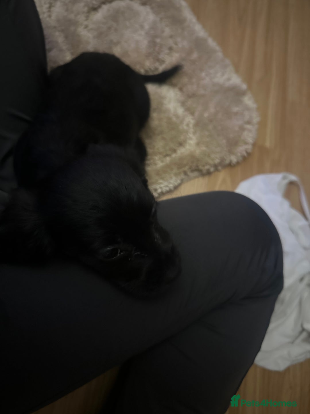 Cockalier dogs for sale: Cockier  - Advert 5