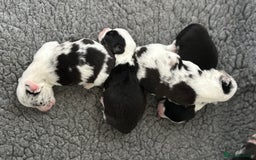 Welsh Corgi Cardigan dogs for sale: Show Quality KC Pedigree Corgi Cardigan Puppies  - Image 10