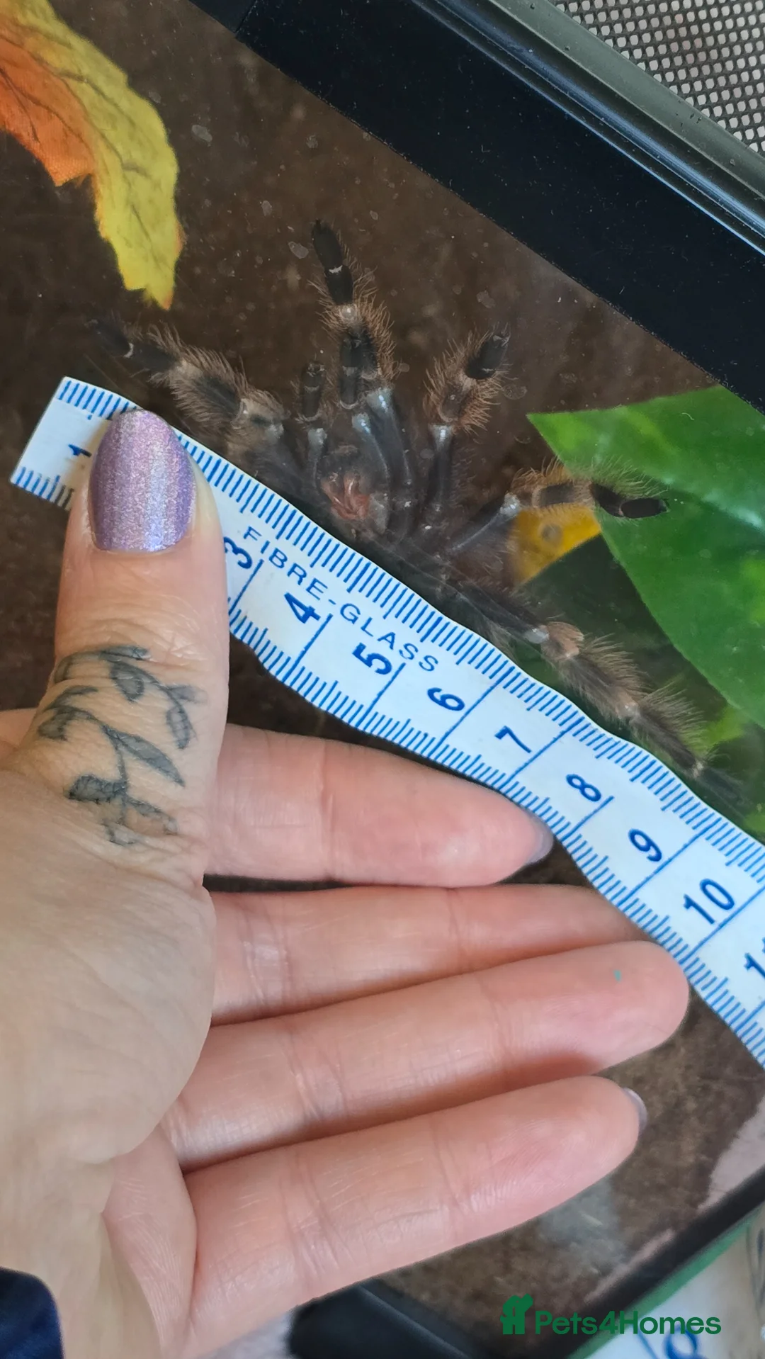 Tarantulas invertebrates for sale: Tarantulas  - Advert 2