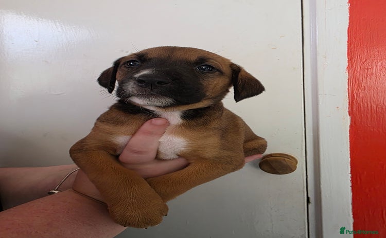 Mixed Breed dogs - Advert 2