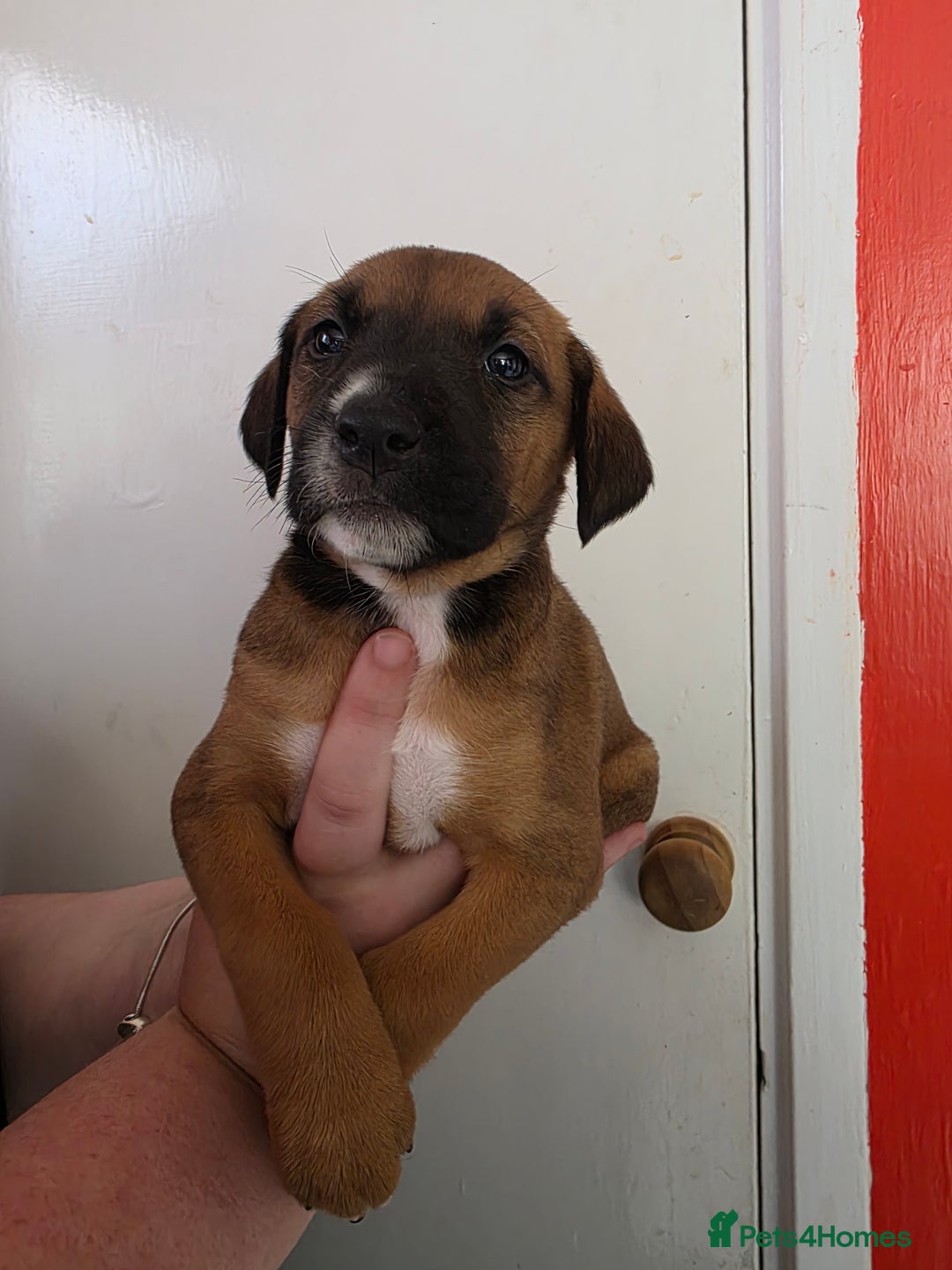 Mixed Breed dogs for sale: Mixded  - Image 1