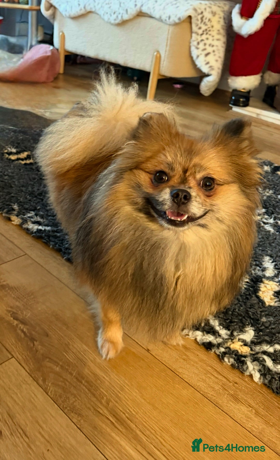 Pomeranian dogs for sale:  Adult merle Pomeranians reduced 🌈 - Advert 12