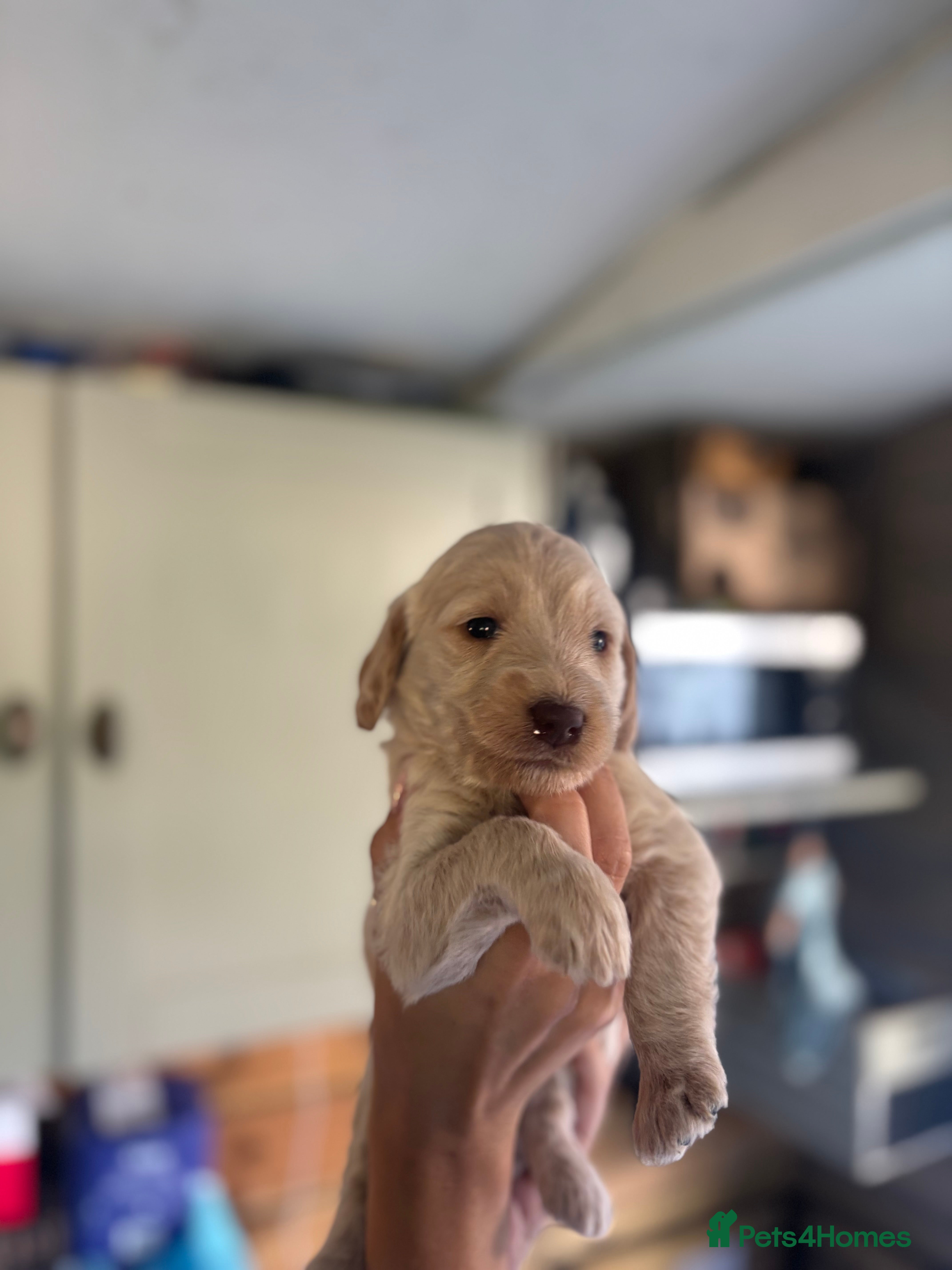 Labradoodle dogs Miniature labradoodle puppies  - Advert 2