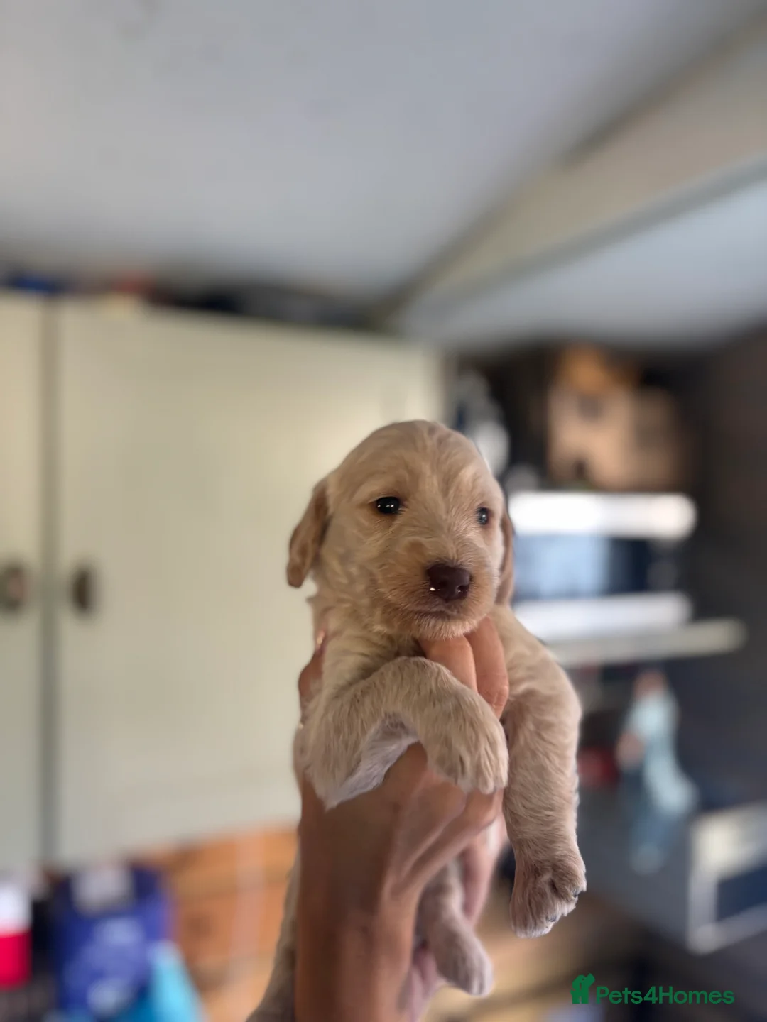 Labradoodle dogs for sale: Miniature labradoodle puppies  - Advert 2