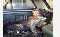 German Wirehaired Pointer dogs for sale: PUPS DUE 25th September  - Image 12