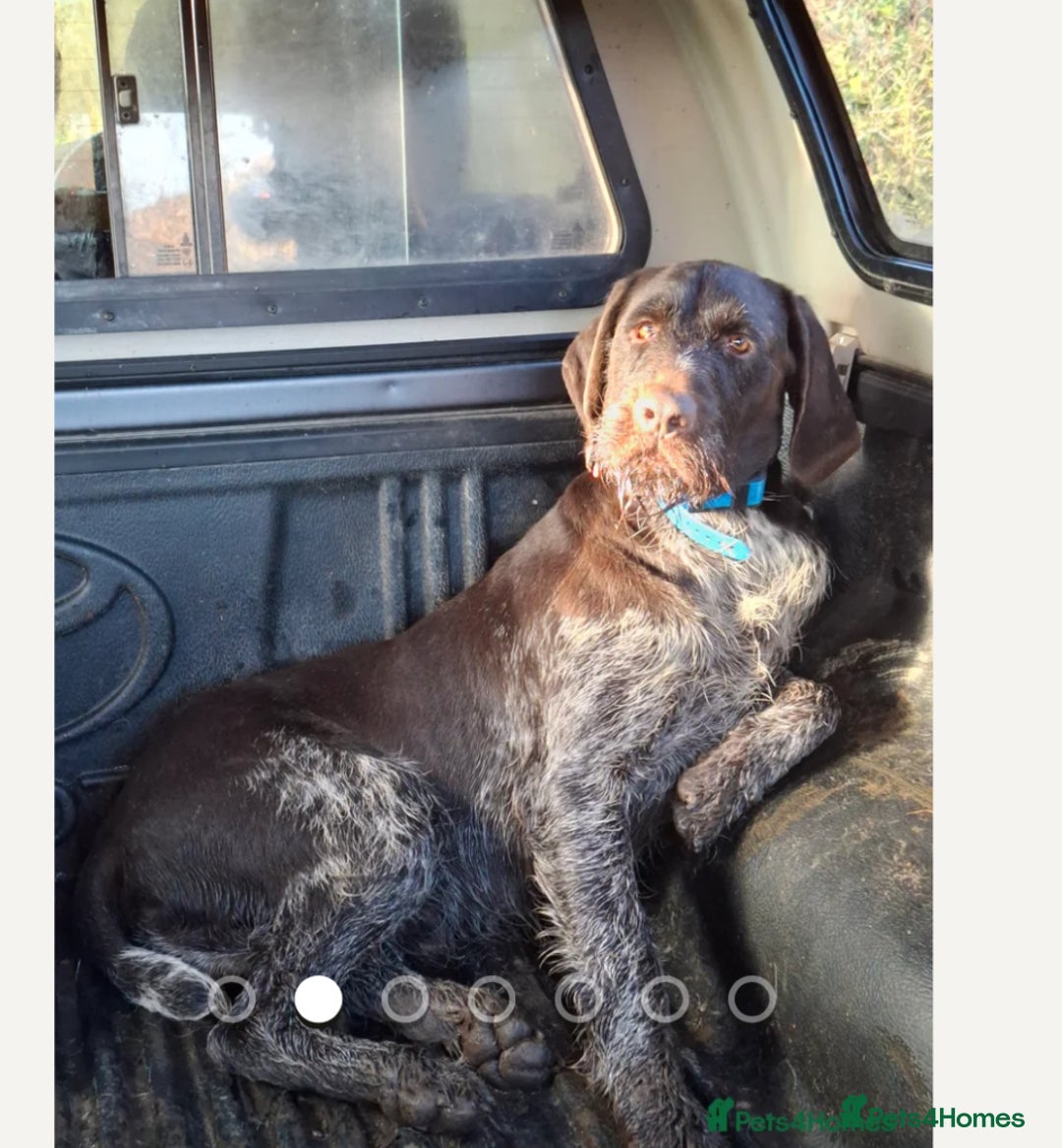 German Wirehaired Pointer dogs for sale: PUPS DUE 25th September  - Image 12