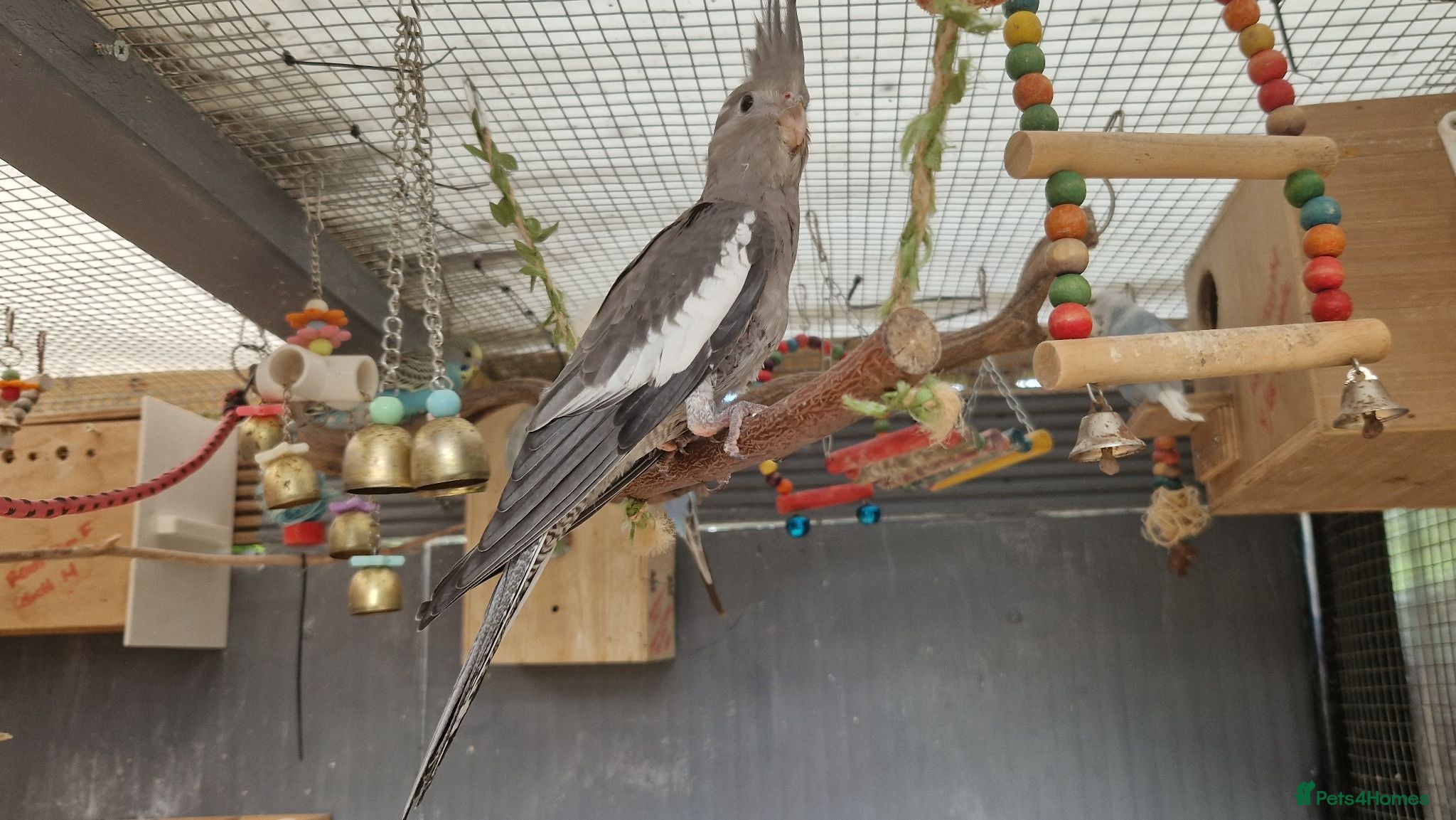 Cockatiels birds 2 cockatiels left 9 weeks old  - Advert 1