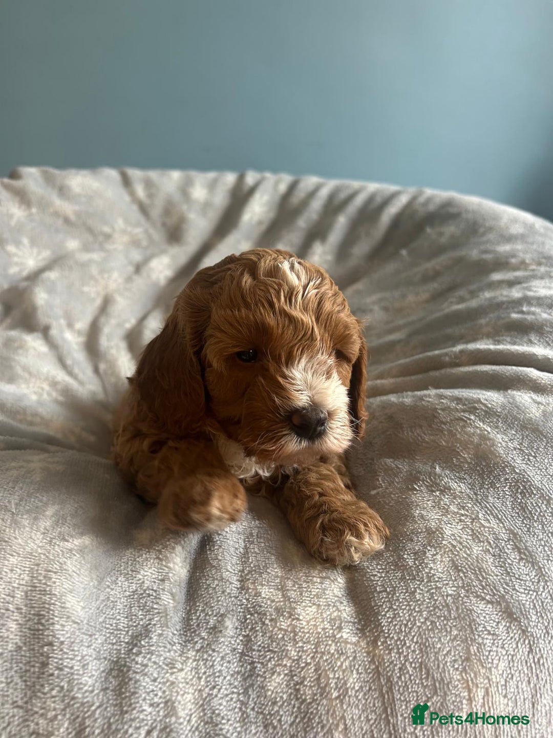 Cavapoo dogs for sale: Stunning F1B Cavapoo puppies  - Image 9
